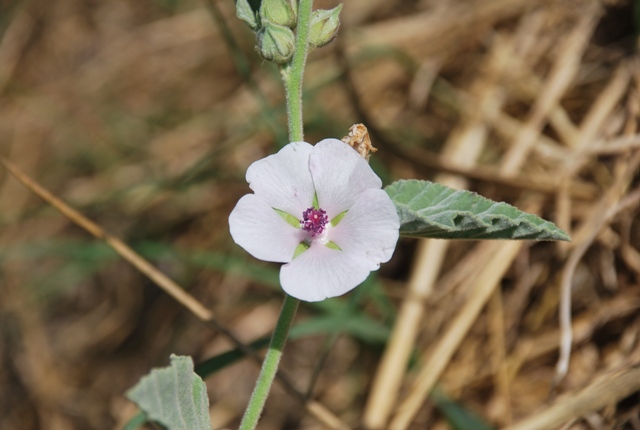 Althaea officinalis / Altea comune